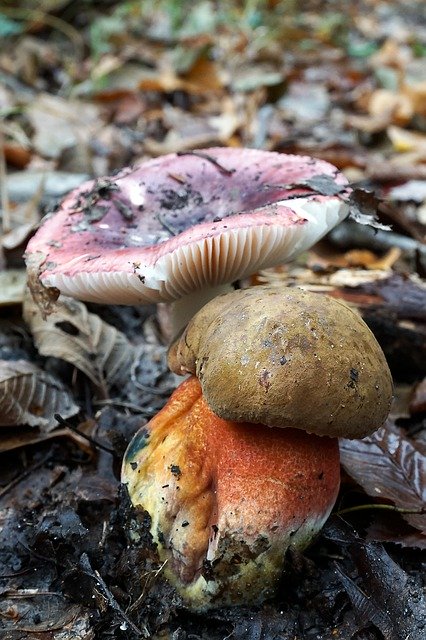 Free picture Mushrooms Russula Witches Placidus -  to be edited by GIMP free image editor by OffiDocs