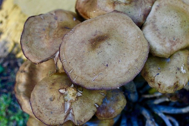 무료 다운로드 Mushrooms Season Nature - 무료 사진 또는 GIMP 온라인 이미지 편집기로 편집할 수 있는 사진