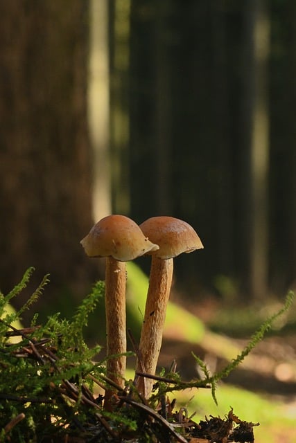 Free download mushrooms small mushrooms free picture to be edited with GIMP free online image editor