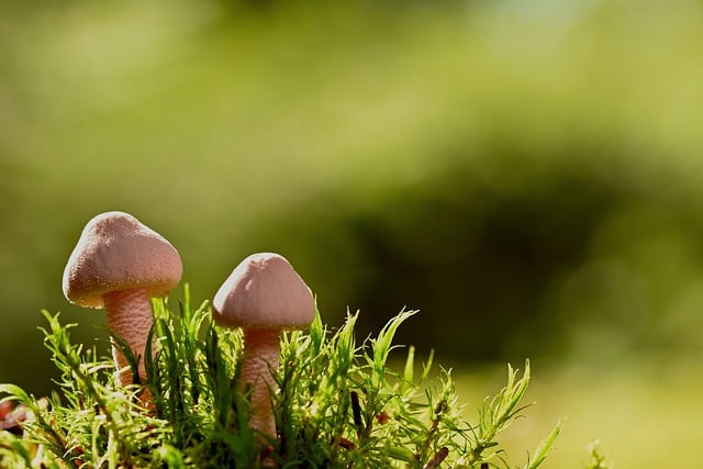 Free download mushrooms small mushrooms moss free picture to be edited with GIMP free online image editor