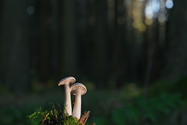 Kostenloser Download von Pilzen, kleinen Pilzen, Lamellen, kostenloses Bild zur Bearbeitung mit dem kostenlosen Online-Bildeditor GIMP