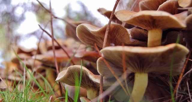 Kostenloser Download Mushrooms Soil Moss - kostenloses Foto oder Bild zur Bearbeitung mit GIMP Online-Bildbearbeitung