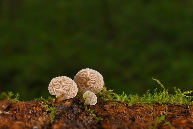 Free graphic mushrooms split leaf branch moss to be edited by GIMP free image editor by OffiDocs