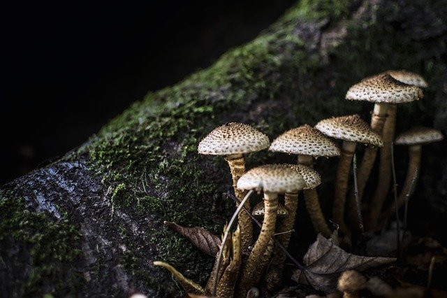 Free picture Mushrooms Sponge Forest -  to be edited by GIMP free image editor by OffiDocs