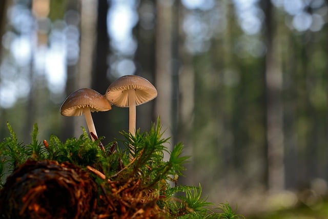 Free download mushrooms spruce cones carrot forest free picture to be edited with GIMP free online image editor