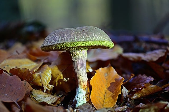 Kostenloser Download Pilzständer Pilz kostenloses Bild, das mit dem kostenlosen Online-Bildeditor GIMP bearbeitet werden kann