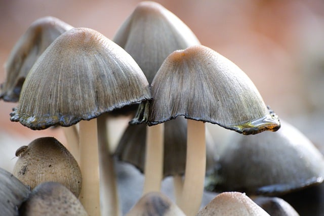 Скачать бесплатно грибы, подсвечивающие лесные грибы, бесплатное изображение для редактирования с помощью бесплатного онлайн-редактора изображений GIMP