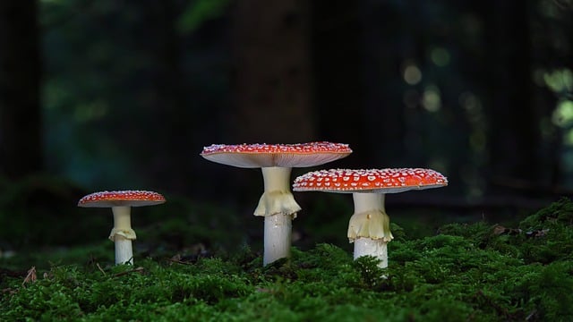 Free download mushrooms toadstool mushroom free picture to be edited with GIMP free online image editor