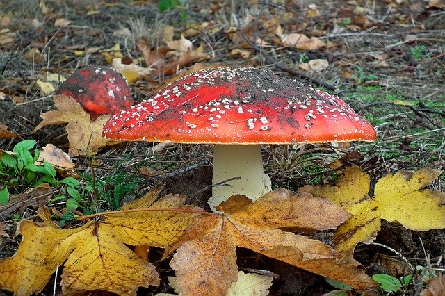 Muat turun percuma Mushrooms Toadstools Red - foto atau gambar percuma untuk diedit dengan editor imej dalam talian GIMP