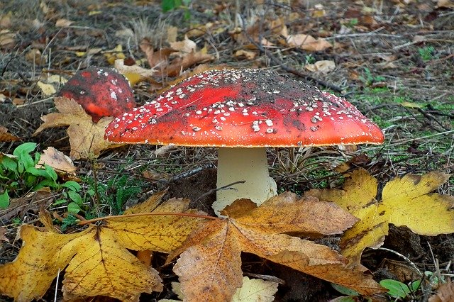 دانلود رایگان Mushrooms Toadstools Red - عکس یا تصویر رایگان قابل ویرایش با ویرایشگر تصویر آنلاین GIMP