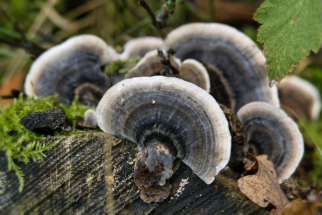 Free download mushrooms tree fungi nature forest free picture to be edited with GIMP free online image editor