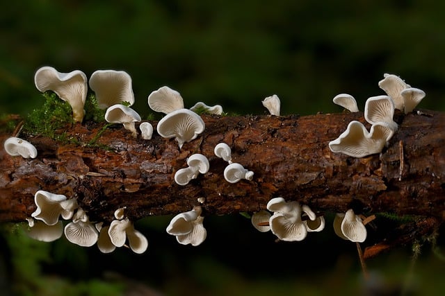 Free download mushrooms tree fungi white branch free picture to be edited with GIMP free online image editor