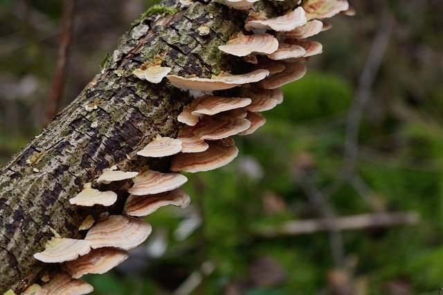 Muat turun percuma Mushrooms Tree Fungus Tribe - foto atau gambar percuma untuk diedit dengan editor imej dalam talian GIMP