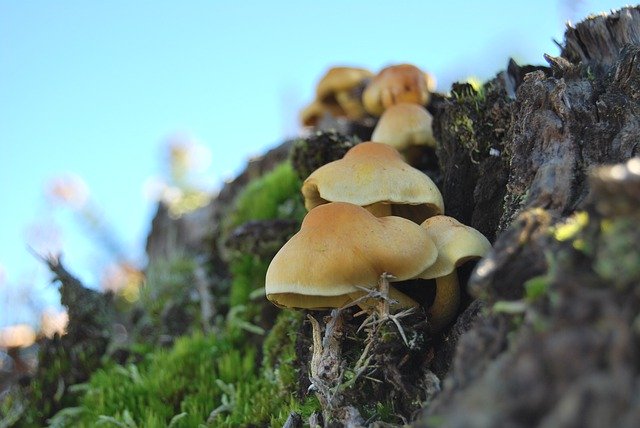 ดาวน์โหลดฟรี Mushrooms Tree Mushroom - รูปถ่ายหรือรูปภาพฟรีที่จะแก้ไขด้วยโปรแกรมแก้ไขรูปภาพออนไลน์ GIMP