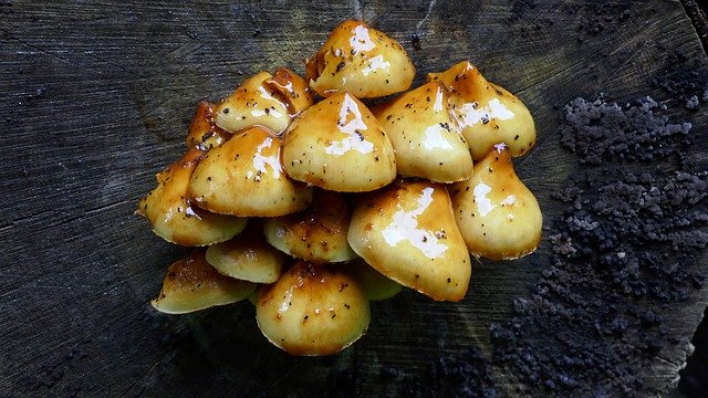 Téléchargement gratuit des parasites des souches d'arbres aux champignons - photo ou image gratuite à éditer avec l'éditeur d'images en ligne GIMP