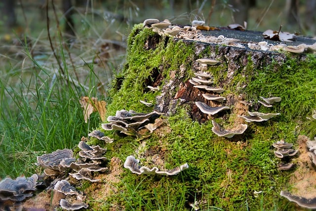 Free download mushrooms tree trunk moss free picture to be edited with GIMP free online image editor