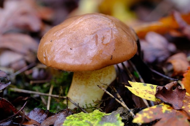 免费下载蘑菇牛肝菌森林野生免费图片，使用 GIMP 免费在线图像编辑器进行编辑