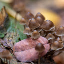 Mushrooms under leaves  screen for extension Chrome web store in OffiDocs Chromium