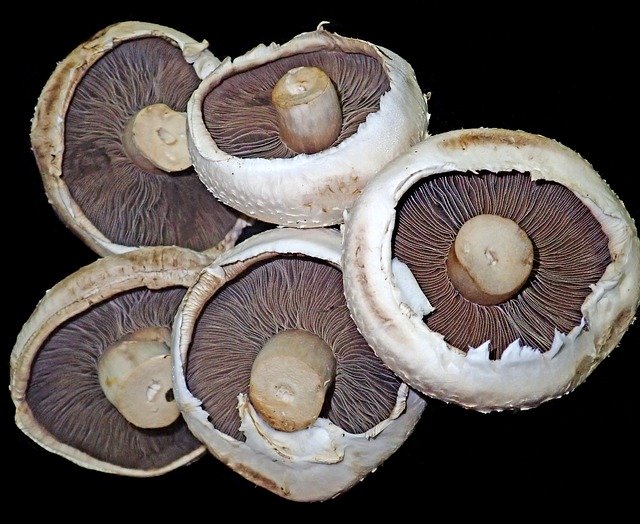 Descarga gratuita Mushrooms Vegetables Food - foto o imagen gratuita para editar con el editor de imágenes en línea GIMP