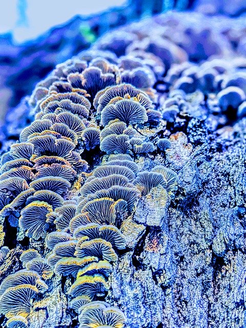 Descarga gratuita Mushrooms Violet Blue Tree - foto o imagen gratis para editar con el editor de imágenes en línea GIMP