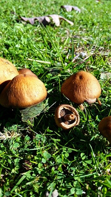 Gratis download Mushrooms Wild Brown - gratis foto of afbeelding om te bewerken met GIMP online afbeeldingseditor