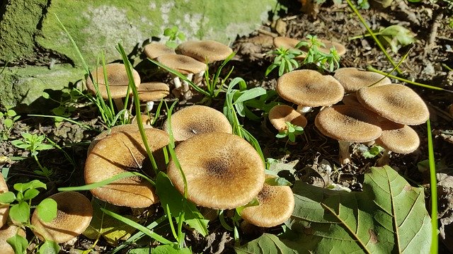 Free download Mushrooms Wild Mushroom -  free photo or picture to be edited with GIMP online image editor