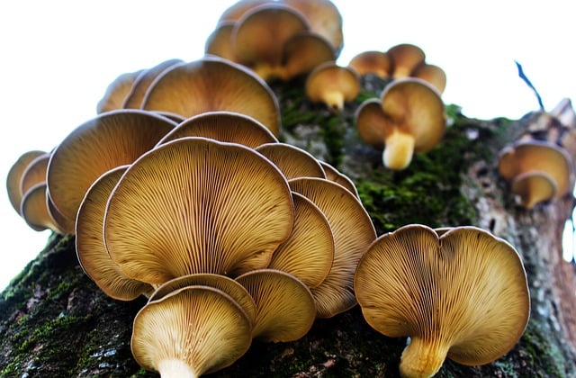 Free download mushrooms wild mushrooms free picture to be edited with GIMP free online image editor