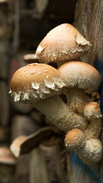 Descarga gratuita Mushrooms Wood Park: foto o imagen gratuita para editar con el editor de imágenes en línea GIMP