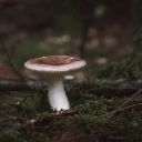 MUSHROOM Theme  screen for extension Chrome web store in OffiDocs Chromium