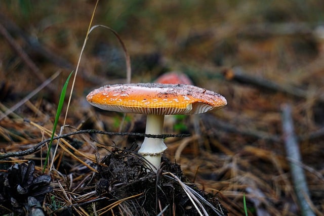 Free download mushroom toadstool forest autumn free picture to be edited with GIMP free online image editor