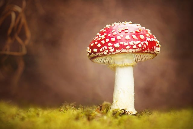 Free download mushroom toadstool nature forest free picture to be edited with GIMP free online image editor