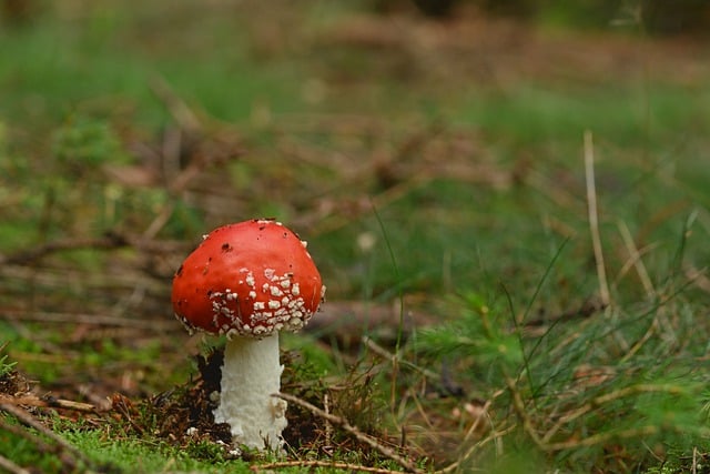 Free download mushroom toadstool poisonous free picture to be edited with GIMP free online image editor