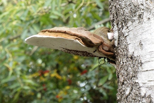 Descărcare gratuită ciuperci copac agaric toamnă natură poză gratuită pentru a fi editată cu editorul de imagini online gratuit GIMP