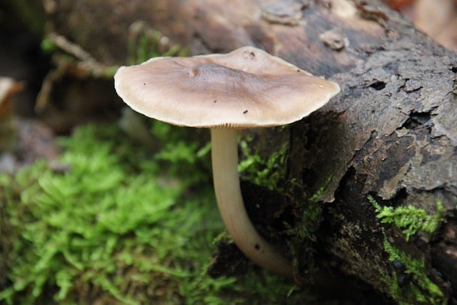 Scarica gratuitamente l'immagine gratuita della foresta di funghi dell'albero dei funghi da modificare con l'editor di immagini online gratuito GIMP