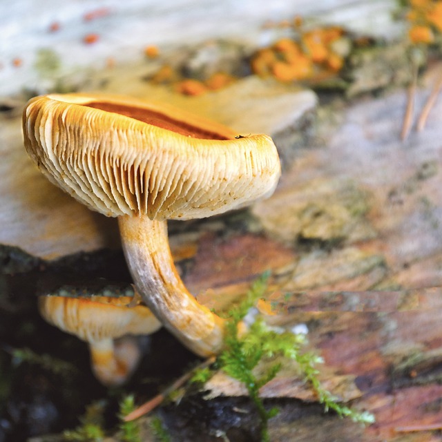 Free download mushroom tree mushroom orange fall free picture to be edited with GIMP free online image editor