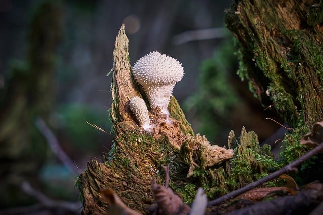 دانلود رایگان عکس قارچ شناسی جنگلی کنده درخت قارچ برای ویرایش با ویرایشگر تصویر آنلاین رایگان GIMP