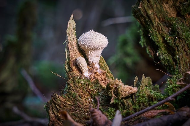 Free download mushroom tree stump forest mycology free picture to be edited with GIMP free online image editor