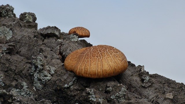 Free download Mushroom Tree Trunk -  free photo or picture to be edited with GIMP online image editor