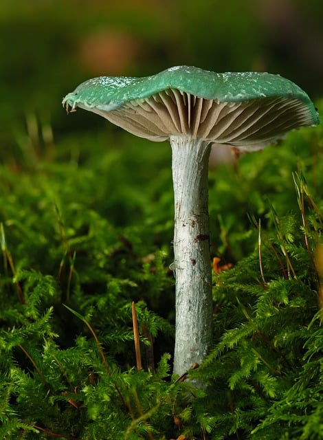 Descărcare gratuită ciuperci verdigris agaric mușchi poză gratuită pentru a fi editată cu editorul de imagini online gratuit GIMP