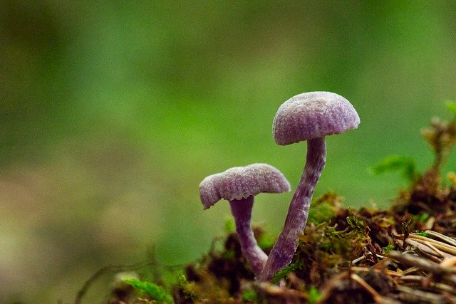 Gratis download Mushroom Violet Paint Funnel - gratis foto of afbeelding om te bewerken met GIMP online afbeeldingseditor