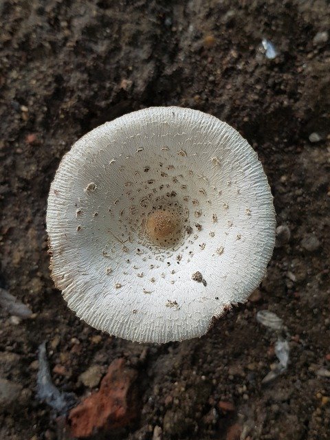 ດາວໂຫຼດ Mushroom White - ຮູບພາບ ຫຼືຮູບພາບທີ່ບໍ່ເສຍຄ່າເພື່ອແກ້ໄຂດ້ວຍຕົວແກ້ໄຂຮູບພາບອອນໄລນ໌ GIMP