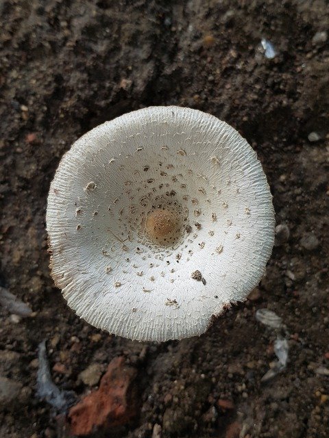 Скачать бесплатно Mushroom White - бесплатное фото или изображение для редактирования с помощью онлайн-редактора изображений GIMP