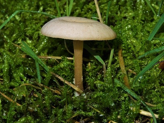 Gratis download Mushroom White Nature - gratis foto of afbeelding om te bewerken met GIMP online afbeeldingseditor