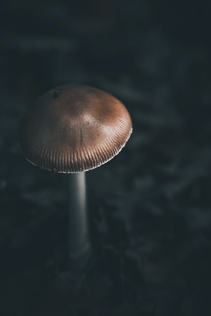 Free download mushroom wild mushroom forest free picture to be edited with GIMP free online image editor