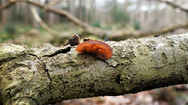 Free download mushroom wood ear spring beech tree free picture to be edited with GIMP free online image editor