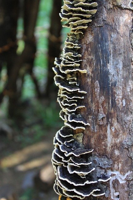 무료 다운로드 버섯 나무 숲 - 무료 사진 또는 김프 온라인 이미지 편집기로 편집할 수 있는 사진