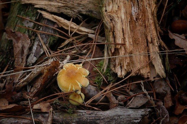 دانلود رایگان Mushroom Wood Nature - عکس یا تصویر رایگان قابل ویرایش با ویرایشگر تصویر آنلاین GIMP