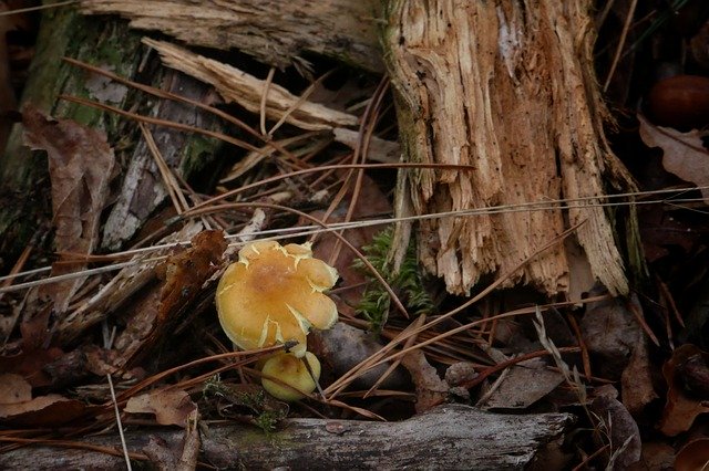 Free download Mushroom Wood Nature -  free photo or picture to be edited with GIMP online image editor