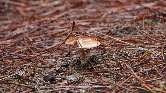 Template Photo Mushroom Woods Forest -  for OffiDocs