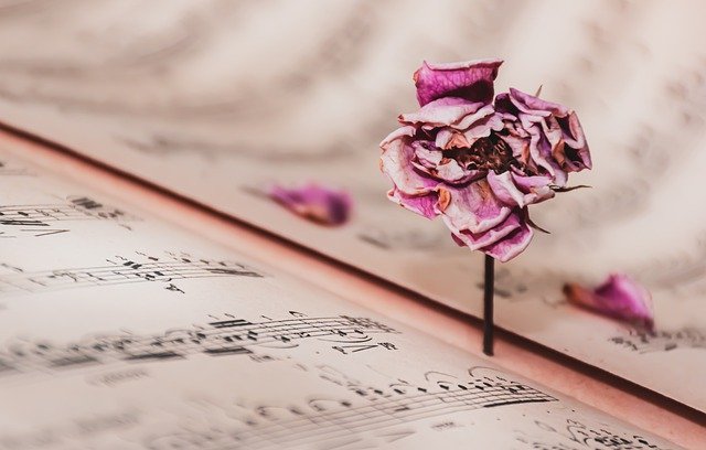 Free download music sheet dried rose vintage rose free picture to be edited with GIMP free online image editor